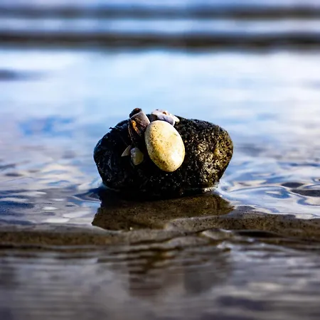 Dom wakacyjny Meerblick 37 *